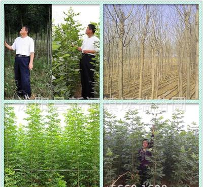 白臘樹小苗 綠化工程優選，規格齊全，量大從優