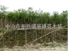 中山市東升鎮展峰花木場 綠化工程中藍花楹的優質供應商選擇