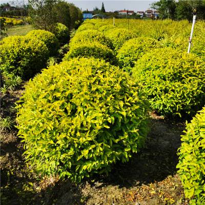 大量供應 金冠女貞球 庭院地栽觀賞苗木 冠幅飽滿 土球大 公園廣場裝飾綠植 綠化工程苗木